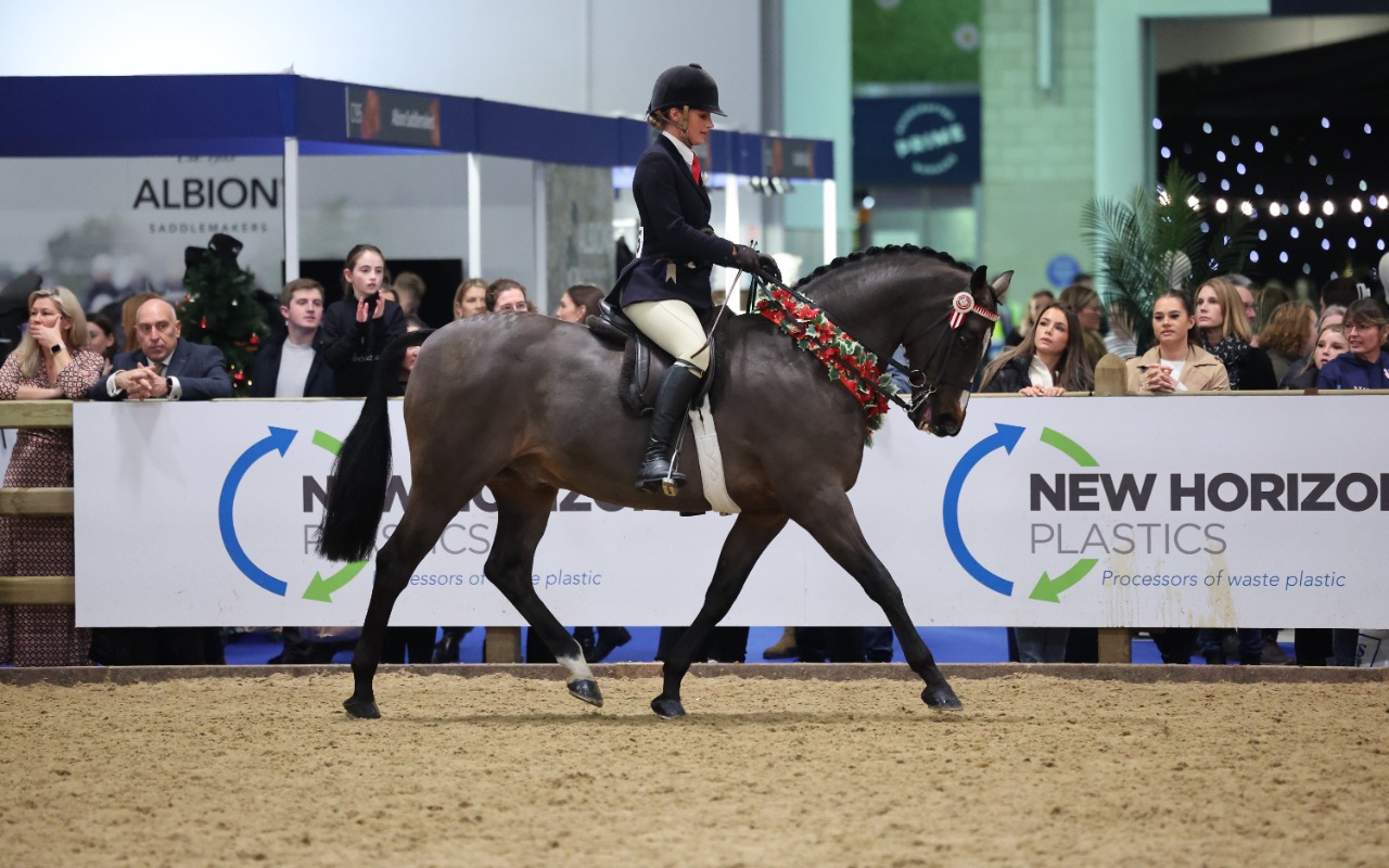 Showing horse in NHP London arena